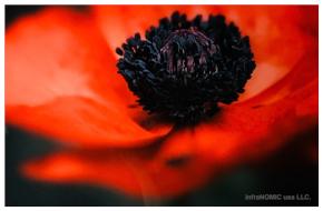 Poppy Flower - 2' x 3' Elegant Radiant Heat Panel