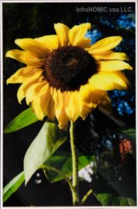 Sun Flower - 2' x 3' Radiant Heat Panel